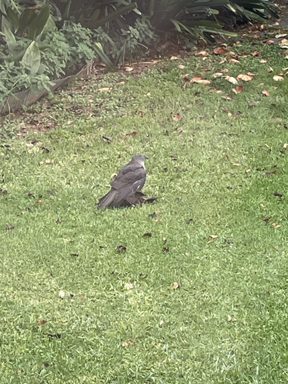A brown goshawk