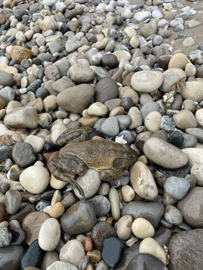 Big road or frog on a rocky Lake Michigan beach on a cold March day.
