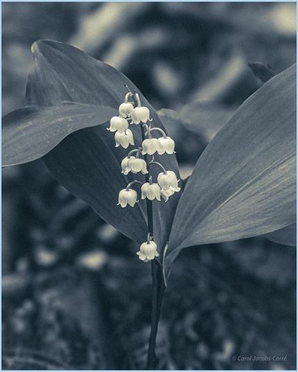 A stem of white lily of the valley flowers emerges from between its broad strap like leaves. The flowers are bell-shaped and have a sweet scent.
Cyanotype processing