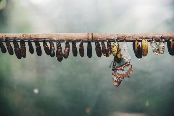 A butterfly hatching out of a cocoon while hanging upside down on a branch against a rainy background.
