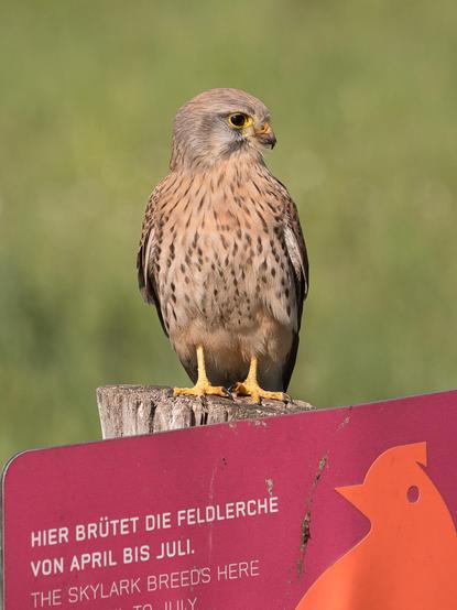 Ein Turmfalke sitzt auf einem Holzpfosten, an dem ein rotes Schild mit der Aufschrift "*Hier brütet die Feldlerche" hängt
A kestrel sits on a wooden post with a red sign reading "the skylark breeds here"