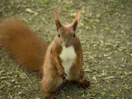 Ein Eichhörnchen sitzt aufrecht auf dem Waldboden und schaut direkt in die Kamera