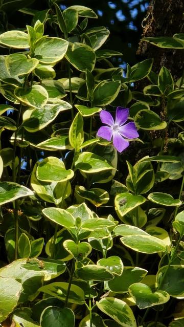 Piantina di vinca (pervinca) maggiore con foglie verde variegato e fiore viola.