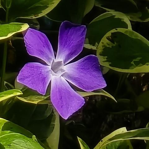 Particolare di fiore di vinca maggiore di colore viola a 5 petali.