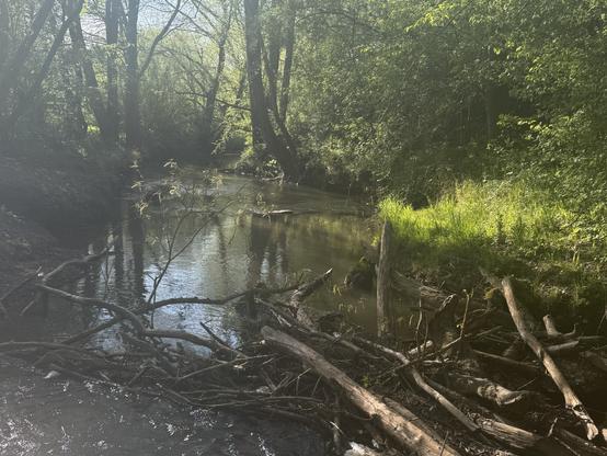 Eine ruhige Szene mit einem gewundenen Bach, umgeben von üppigem Grün und Bäumen. Sonnenlicht filtert durch das Laub und reflektiert die Wasseroberfläche. Umgestürzte Äste und Baumstämme sind entlang des Bachrandes verstreut.