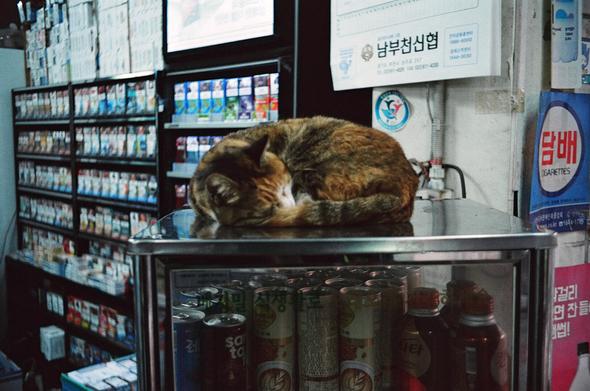 가게 안 온장고 위에 삼색고양이 '복순'이 돌돌 몸을 만 자세로 자고 있다.