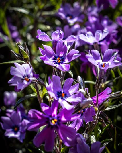 The photograph shows a vibrant cluster of small, purple phlox in full bloom. Each bloom has five delicate petals with a deep blue center surrounding bright orange stamens. The petals feature various shades of purple, from light lavender to a more intense, vibrant hue. The background is filled with more blooms, slightly out of focus, creating a dreamy, lush effect. Thin, green stems and leaves are intertwined among the blooms, contrasting with the predominantly purple scene. The lighting beautifully highlights the blossoms, giving them a vibrant and radiant appearance.