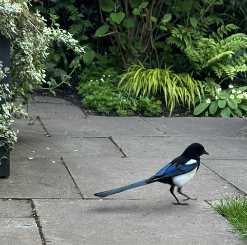 A magpie hopping around on garden paving. In the right foreground, the corner of a lawn is visible. On the left, foliage plants drape from a planter. In the background, a border with shade tolerant plants including hydrangea, woodruff, hakonechloa, primula and assorted ferns.