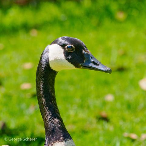Close up of the neck and head of a watchful canada goose, against an out of focus background of green grass.  The goose's neck is black, while the head is black on top and white underneath and on the sides.