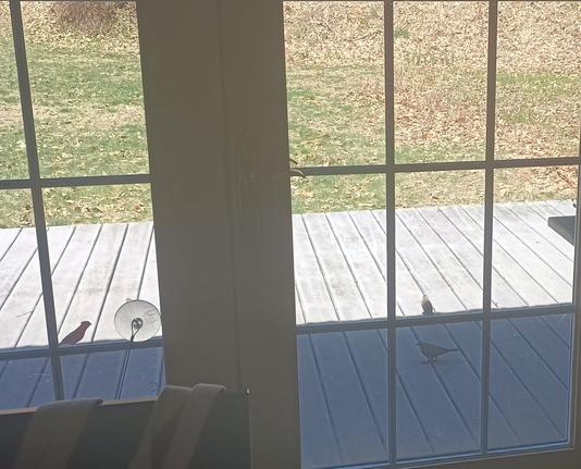 On the right, a pair of brown-headed cowbirds. The male cowbird has a brown head and black body. The female is grayish brown. On the left, a male cardinal.