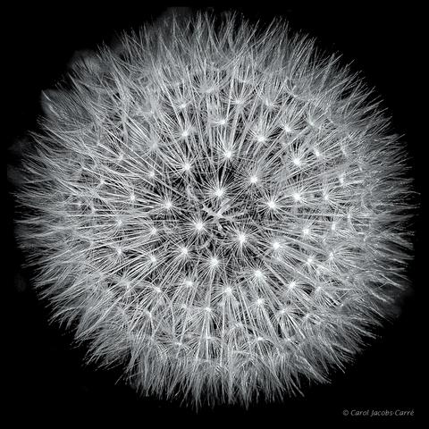 This dandelion seed head, processed in black and white, has no seeds blown away by the wind, so it looks like a sphere full of glistening fluff flowing out from white stars.