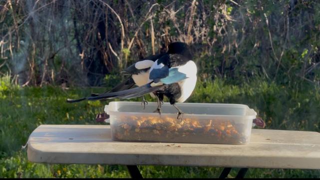 Two blacked billed magpies sharing a meal in a box