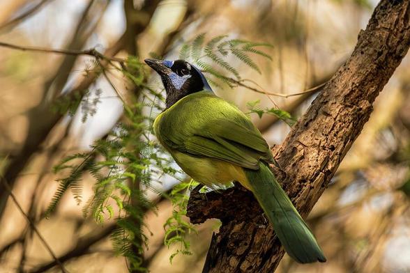 A vibrant green, yellow, and blue bird sits perched on a branch, surrounded by delicate fern leaves. Sunlight filters through the trees, casting dappled light on the scene. Photography by Debra Martz