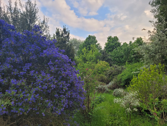 Arbuste de fleurs bleues, végétation