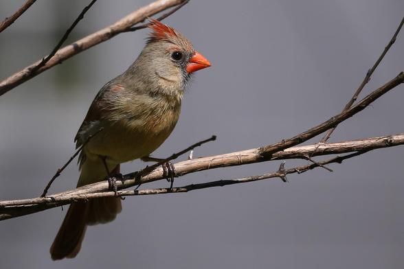 Female cardinal on branch