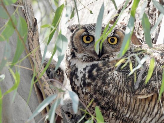 An owl in their tree cavity nest with two chicks and green foliage in the background.