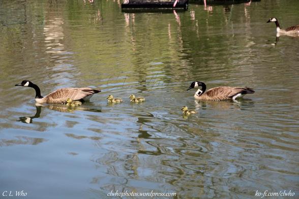 A family of geese, parents and four goslings floating in a lake.