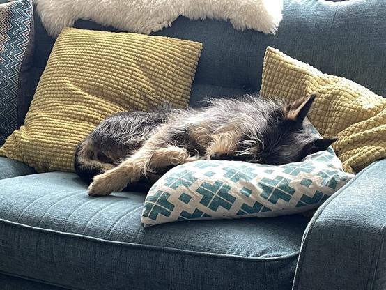 medium sized scruffy black and tan dog snuggled to blue and yellow cushions. she's on a blue couch and you can just see an edge of a sheepskin across the top of the couch