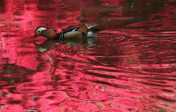 A mandarin duck swims through reflections of spring growth and pink blossom on a pond.