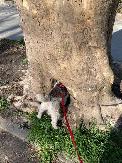 A dog has the front half of their body deep inside a hole at the base of a tree.