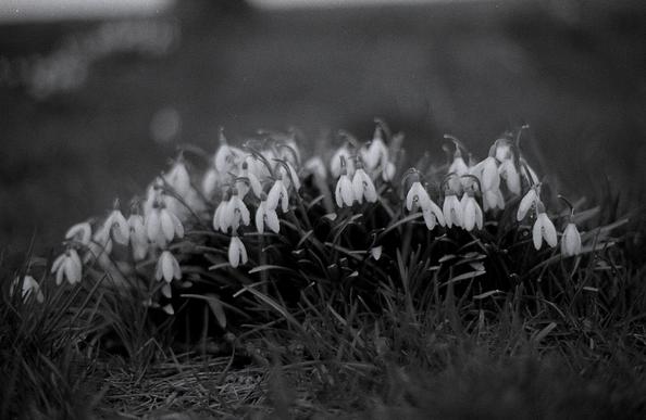 Black and white photography of a bunch of small white bell flowers. The background is   out of focus.