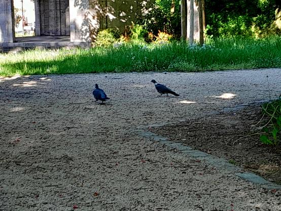 Two pigeons are fighting, or doing a dance. I can't tell which.