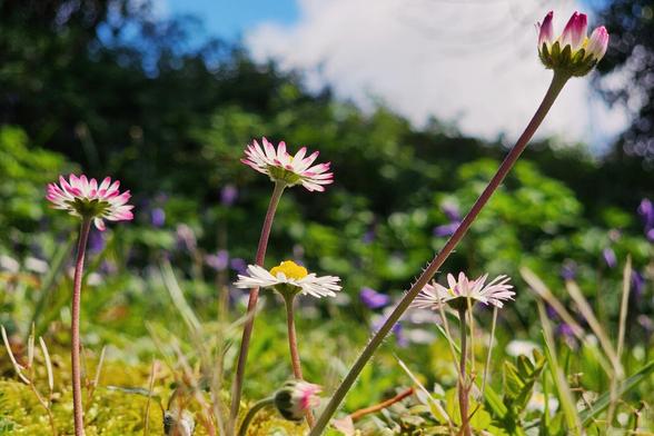A close-up shot of several small white daisies with pink-tipped petals and yellow centers growing in a field of green grass and other foliage, under a partly cloudy sky.