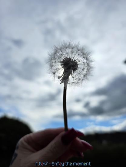Eine Hand mit langen, dunkel lackierten Fingernägeln hält eine Pusteblume in die Höhe. Der Stängel wirkt zart und biegsam, die weiße, filigrane Kugel aus Samen hebt sich deutlich vom Hintergrund ab. Einzelne Samen scheinen sich schon leicht zu lösen, bereit, sich vom Wind tragen zu lassen.

Der Himmel dahinter ist wolkenverhangen – ein Spiel aus hellen und dunklen Wolken, durchzogen von weichen, lichtblauen Streifen. Die Sonne ist verdeckt, lässt aber die Pusteblume von hinten leuchten, sodass ihre zarten Schirmchen fast wie kleine Sterne wirken.

Am unteren Rand des Bildes steht in verspielter, blauer Schrift:
„F. Loki ~ Enjoy the moment“
– eine stille Einladung, den Augenblick zu feiern, bevor er verweht wie die Samen im Wind.

Im Vordergrund die Hand, im Hintergrund eine dunkle, leicht verschwommene Landschaft – Bäume oder Büsche – die der Szene eine ruhige, beinahe melancholische Tiefe gibt.