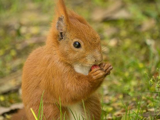 Ein eichhörnchen mit nur einem Ohr sitzt auf einer Wiese und futtert eine Nuss