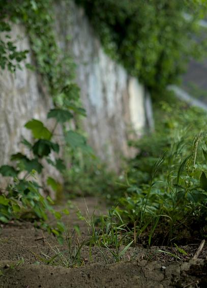 Photo en contreplongé d'un escalier recouvert d'herbes et donnant directement sur une route. seule la première marche est nette, le reste étant flouté par l'appareil photo.