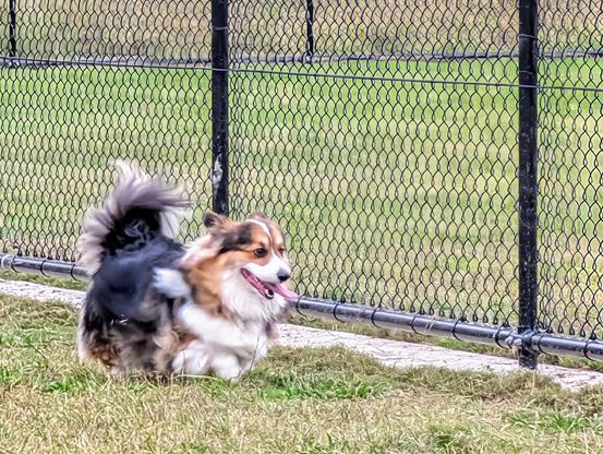 Reggie the tricolour fluffy corgi running at a dog park. His tongue and fluff is going in all directions at once