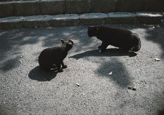검은 꼬마고양이 '꼬리'가 검은 고양이와 마주보고 있다.