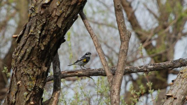 A slender bird perches on a broken, dead horizontal willow branch.   The bird is bigger (and more slender) than a sparrow.  It has black and white markings on the body, head, and wings.  There is a small, yellow-gold patch on its side.  This coloration is called the "myrtle" variation.   This bird is migration through toward the north.