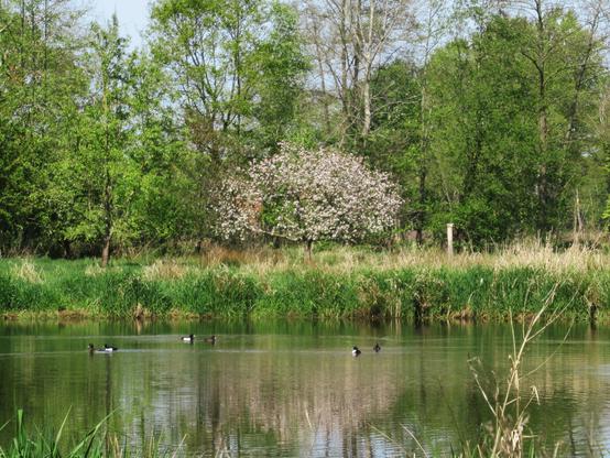 Ein blühender Apfelbaum hinter einem Teich, ein paar Enten