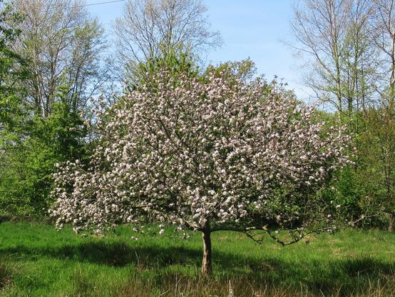 Blühender Apfelbaum