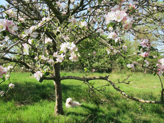 Blühender Apfelbaum mit einem kleinen, hellen Mischlingshund, der sich darunter ausruht.