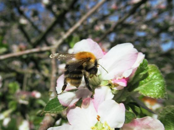 Ackerhummel an einer Apfelblüte