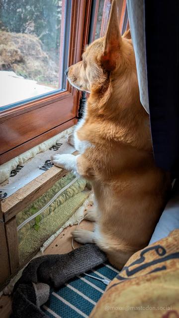 moxxi the corgi is sitting flat on her butt with her front paws on a window ledge. her back is under a curtain and resting against a mattress, which is directly on the floor.