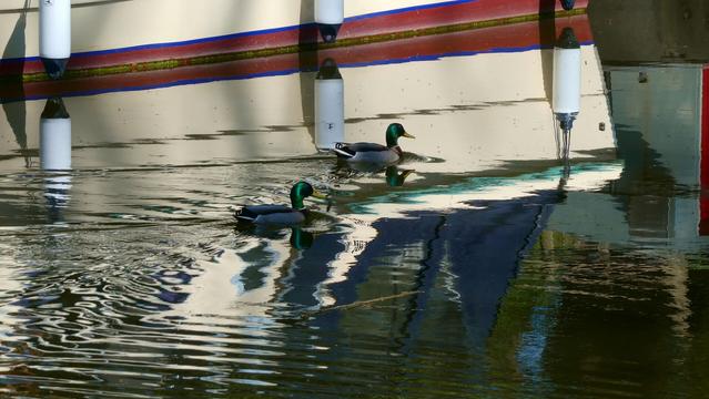 Two male mallard ducks paddle past a narrowboat moored on the Kennet and Avon canal near Pewsey, Wiltshire, England. end April 2025. The reflections and ripples catch the sunlight and mirror the objects on the water.