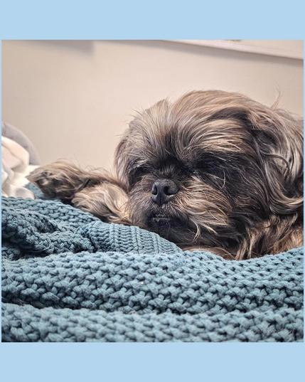 A head shot of a gray shih tzu snoozing the morning away because he won't go out in the rain. He's laying on a blue knitted throw with his head on his paws, his eyes closed. You can imagine him snoring.