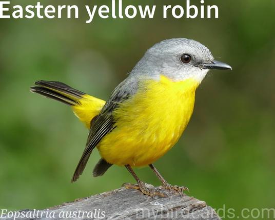 🌏 Eastern yellow robin (Eopsaltria australis) 

The eastern yellow robin is a medium-sized Australasian robin with a grey head and back, bright yellow underparts, and a small white throat patch. In flight, a pale bar is visible on its wings. It is found along coastal and sub-coastal eastern Australia, extending inland in some areas, inhabiting diverse habitats from woodlands to rainforests and even gardens. These inquisitive birds are often seen perched low, on tree trunks or branches, from where they pounce on insects and other small creatures. They are generally sedentary, though some altitudinal migration occurs in winter. Their calls include bell-like piping and a repeated "chop chop" sound. Two subspecies are recognised.

Conservation status: Least Concern (IUCN 3.1)

📷: Photo by FrancisMorgan via Pixabay https://pixabay.com/photos/yellow-breasted-robin-2742466/

CLIA