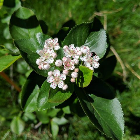 A photo showing a cluster of about 6 open aronia flowers and twice as many unopened flowers. They white to faint pink petals with little pink dangly bits in the middle which comes from a pink on some and light greenish center on others.