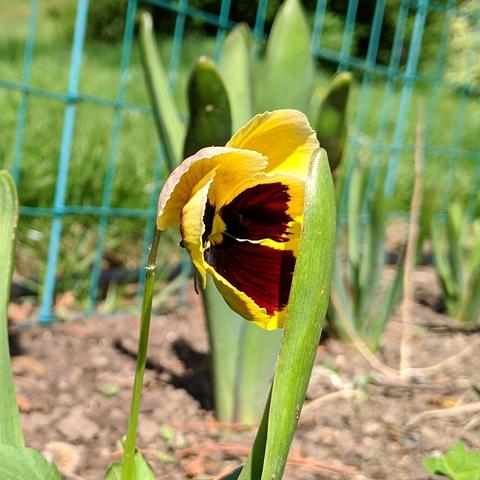 A side view of a Swiss giant pansy flower that is yellow and black. There is a small green fence beyond it.