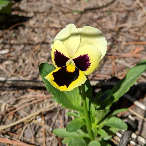 A face shot of a swiss giant pansy that is yellow and black and very faded yellow.