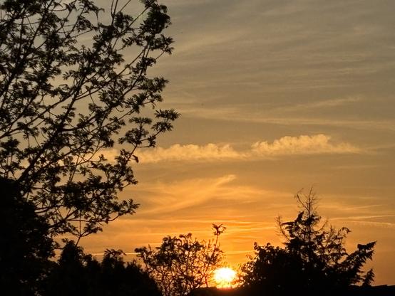 Am linken Bildrand ragt die Silhouette eines Laubbaumes vom unteren bis zum oberen Bildrand ins Bild und am unteren rechten Bildrand zeigt sich die Silhouette eines Nadelbaumes. Mittig ist ein kleiner Baum oder hoher Strauch sichtbar. Dazwischen zeigt sich als glühender Ball die Sonne am leicht verschleierten und entfernt leicht bewölkten Himmel.