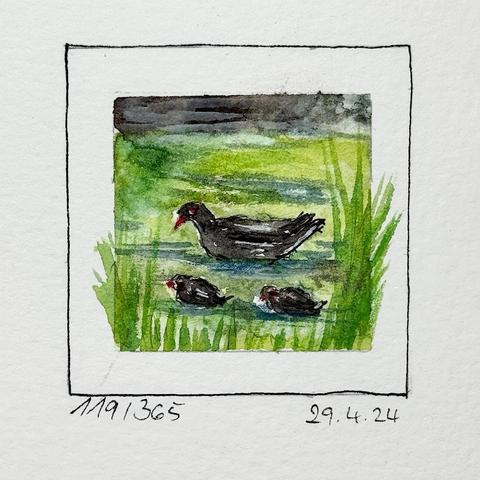 Ein Aquarell, das einen schwarzen Vogel zeigt, der in einem Teich schwimmt, begleitet von zwei kleineren Vögeln. Die Szene zeigt üppiges grünes Gras und einen weichen, natürlichen Hintergrund. Das Datum und die Nummer des Gemäldes sind am unteren Rand vermerkt.