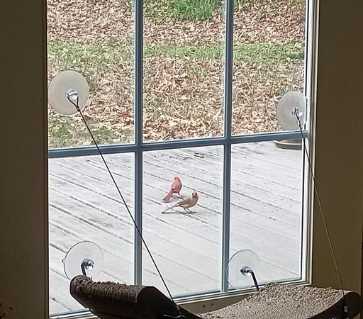 A pair of cardinals eat sunflower seeds on my deck.