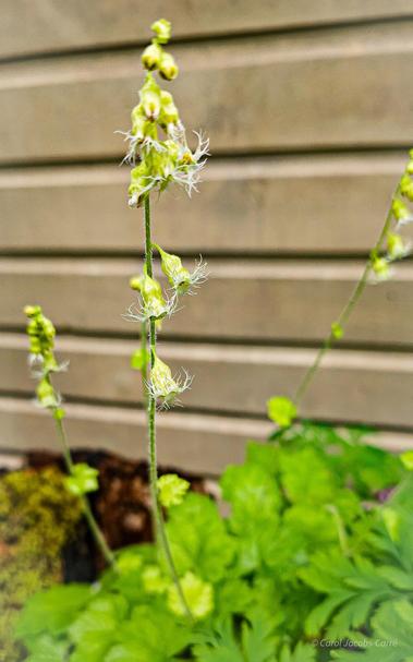 Fringecup flowers are opening in our garden. They're shaped like bells with very feathery hectic petals curling up, away from the flower cup. They grow on long stalks, which stand tall above a mound of bright green, rounded and lobed leaves. They're easy to spot when growing wild in the woods and stream shores.