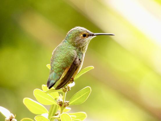 A small bird perches on a branch in a tranquil woodland setting, blending harmoniously with the natural surroundings.