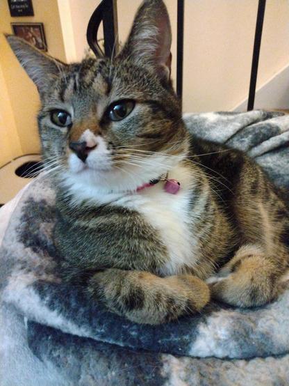 Pax, our little tabby cat with white markings, is getting sleepy.  Her amber-colored eyes have that faraway look.  She is getting snuggly in her soft, fuzzy, grey and white blankets.  Her two striped forelegs are bent inward and touching in front of her chest.